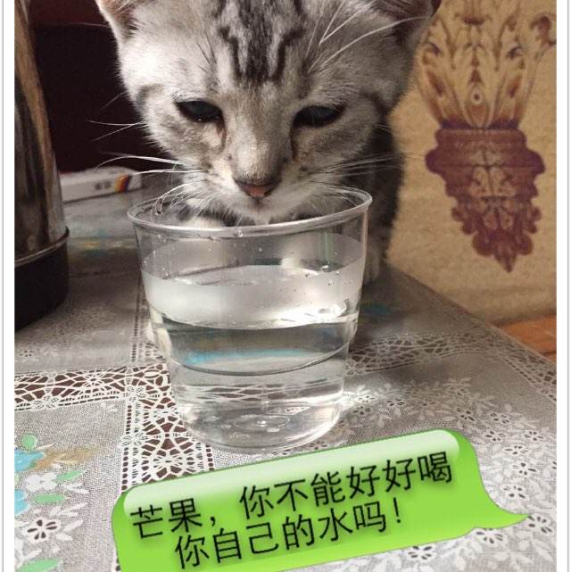 本科毕业证上面的照片是几寸的